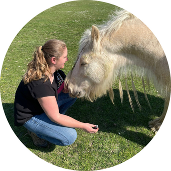 Therapie paard