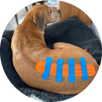 Taping rug hond