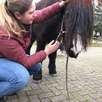 Massage paard